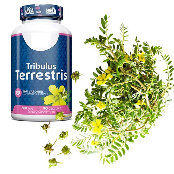 tribulus terrestris